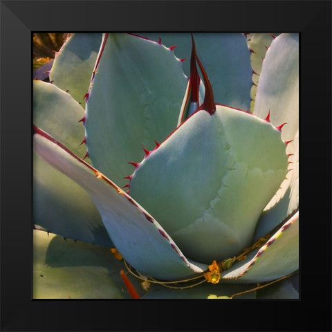 Mescal Agave B Black Modern Wood Framed Art Print by Tenoever, William