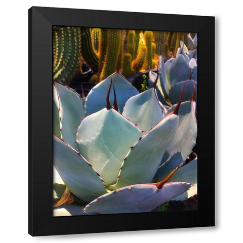 Mescal Agave C Black Modern Wood Framed Art Print with Double Matting by Tenoever, William