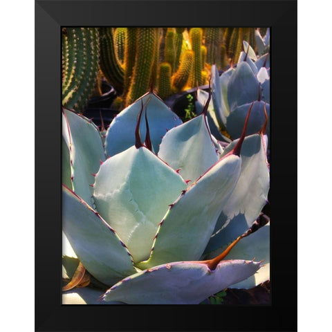 Mescal Agave C Black Modern Wood Framed Art Print by Tenoever, William