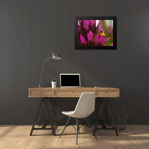Owl Clover Black Modern Wood Framed Art Print by Tenoever, William