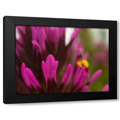 Owl Clover Black Modern Wood Framed Art Print with Double Matting by Tenoever, William