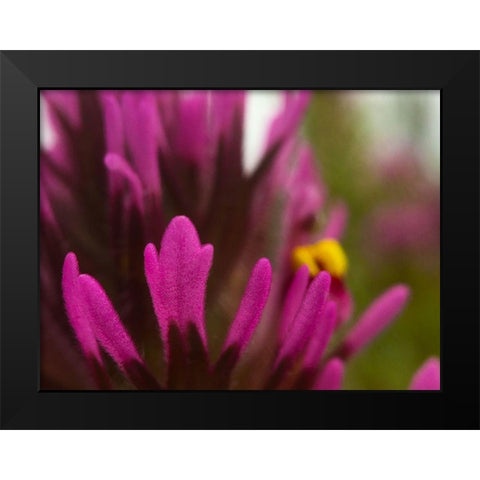 Owl Clover Black Modern Wood Framed Art Print by Tenoever, William