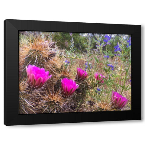 Hedgehog and Lupine Black Modern Wood Framed Art Print with Double Matting by Tenoever, William