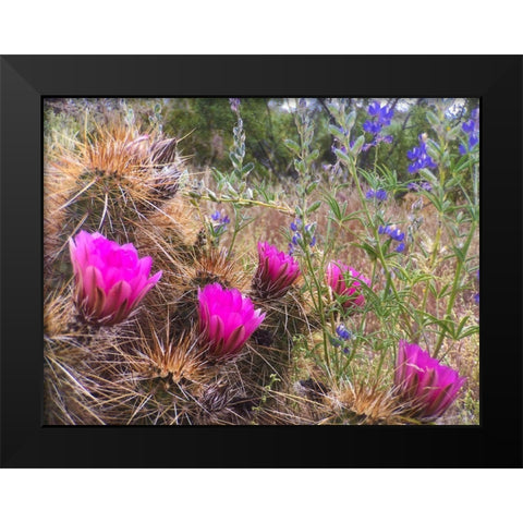 Hedgehog and Lupine Black Modern Wood Framed Art Print by Tenoever, William