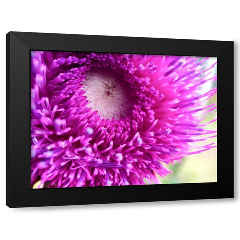 Thistle Black Modern Wood Framed Art Print with Double Matting by Tenoever, William