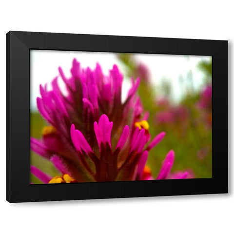 Owl Clover Black Modern Wood Framed Art Print with Double Matting by Tenoever, William