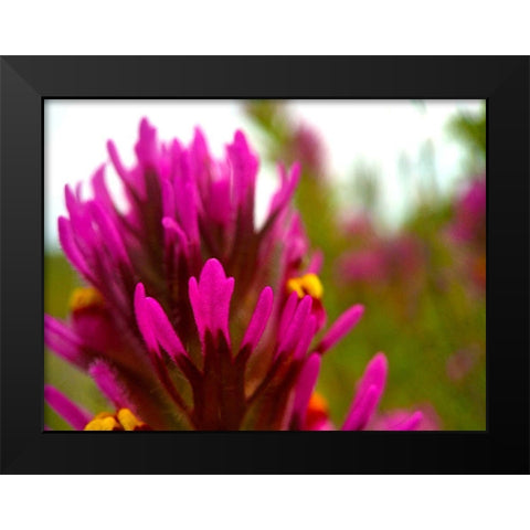 Owl Clover Black Modern Wood Framed Art Print by Tenoever, William