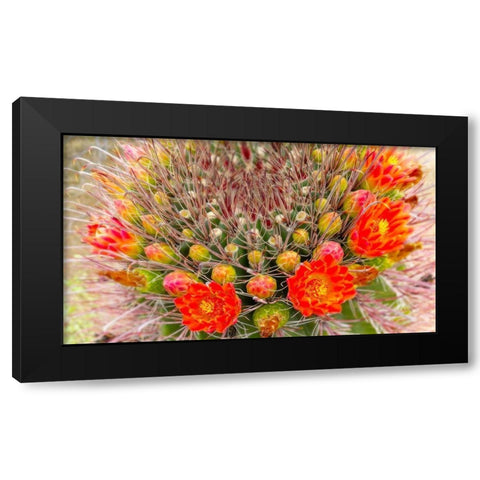 Barrel in Bloom IV Black Modern Wood Framed Art Print with Double Matting by Tenoever, William