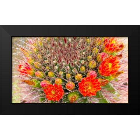 Barrel in Bloom IV Black Modern Wood Framed Art Print by Tenoever, William