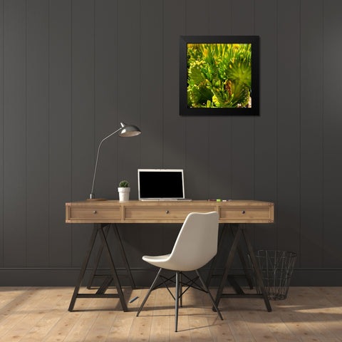 Cactus Black Modern Wood Framed Art Print by Tenoever, William