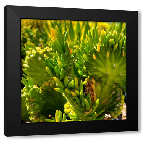 Cactus Black Modern Wood Framed Art Print with Double Matting by Tenoever, William