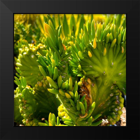 Cactus Black Modern Wood Framed Art Print by Tenoever, William