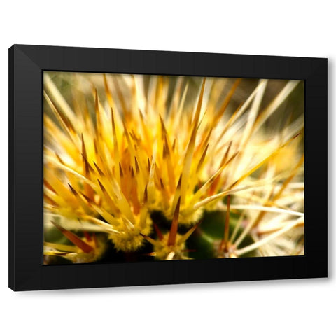 HedgehogCactus Black Modern Wood Framed Art Print with Double Matting by Tenoever, William