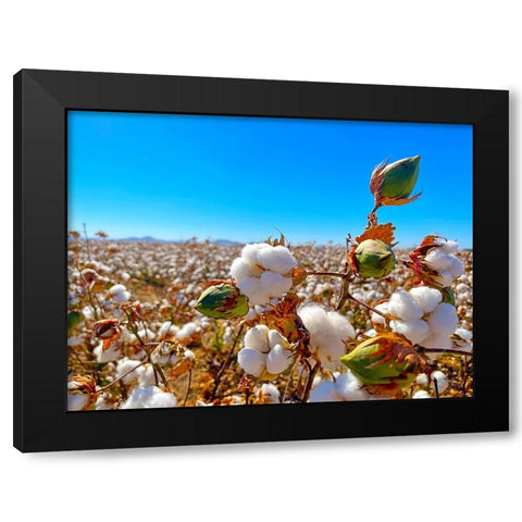 CottonFields1 Black Modern Wood Framed Art Print with Double Matting by Tenoever, William