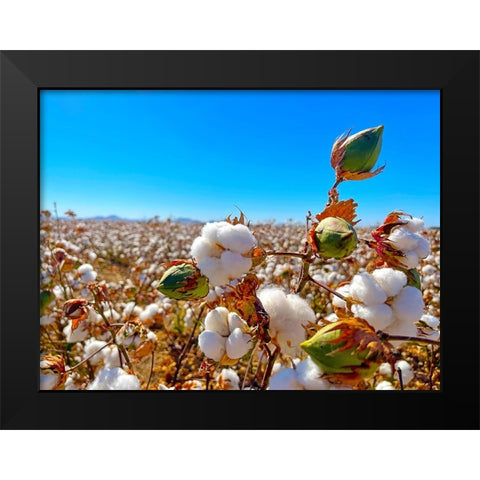 CottonFields1 Black Modern Wood Framed Art Print by Tenoever, William