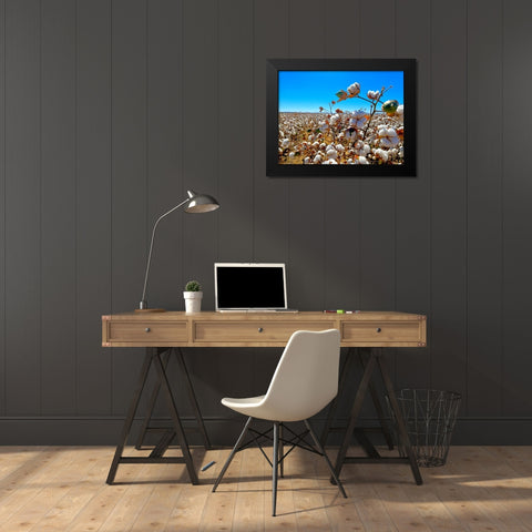 CottonFields2 Black Modern Wood Framed Art Print by Tenoever, William
