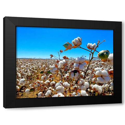 CottonFields2 Black Modern Wood Framed Art Print with Double Matting by Tenoever, William