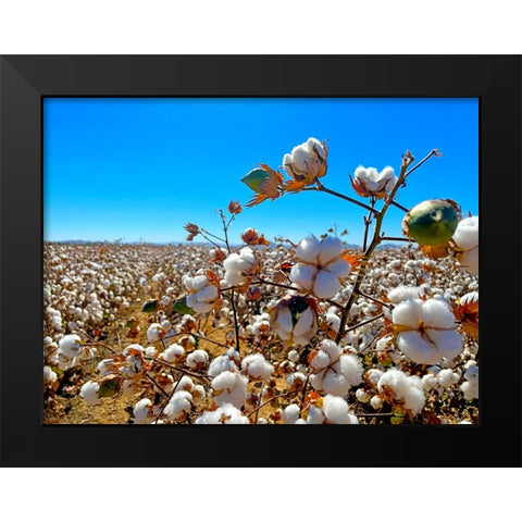 CottonFields2 Black Modern Wood Framed Art Print by Tenoever, William