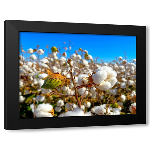 CottonFields3 Black Modern Wood Framed Art Print with Double Matting by Tenoever, William
