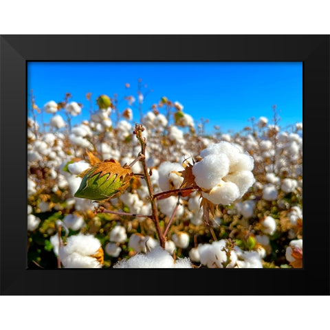 CottonFields3 Black Modern Wood Framed Art Print by Tenoever, William