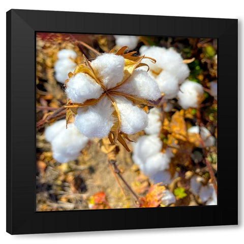 CottonFields4 Black Modern Wood Framed Art Print with Double Matting by Tenoever, William