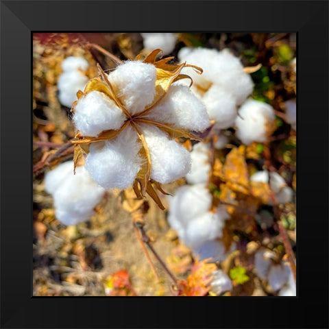 CottonFields4 Black Modern Wood Framed Art Print by Tenoever, William