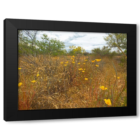 Desert Scape 7 Black Modern Wood Framed Art Print by Popcorn