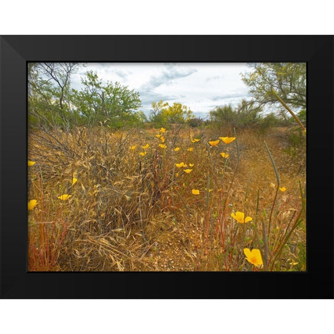 Desert Scape 7 Black Modern Wood Framed Art Print by Popcorn