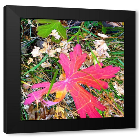 Greer in Fall 15 Black Modern Wood Framed Art Print by Tenoever, William