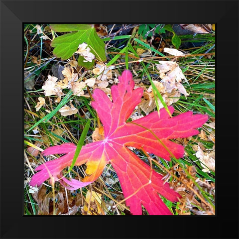 Greer in Fall 15 Black Modern Wood Framed Art Print by Tenoever, William