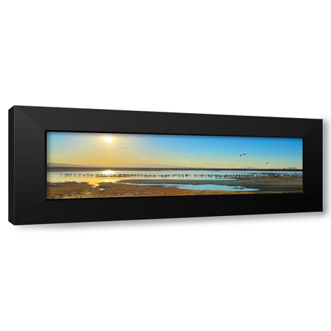 Wilcox-Sandhill Cranes 1 Black Modern Wood Framed Art Print by Tenoever, William