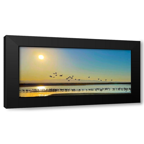 Wilcox-Sandhill Cranes 2 Black Modern Wood Framed Art Print by Tenoever, William