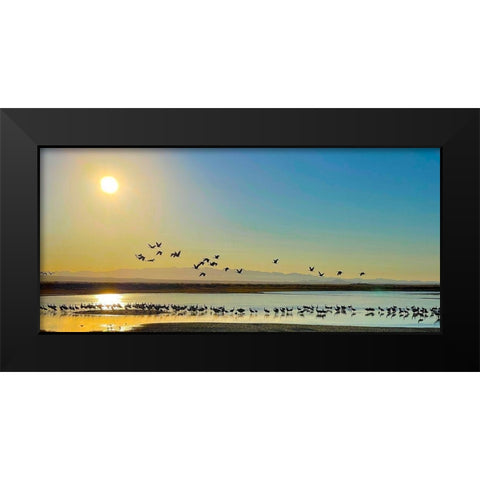 Wilcox-Sandhill Cranes 2 Black Modern Wood Framed Art Print by Tenoever, William