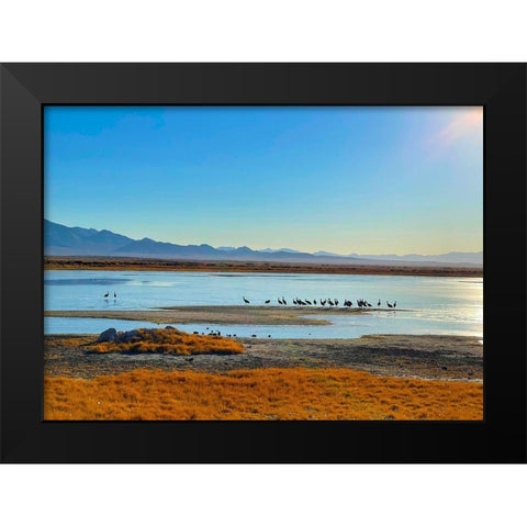 Wilcox-Sandhill Cranes 3 Black Modern Wood Framed Art Print by Tenoever, William