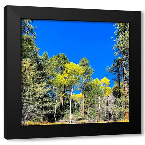 AspensInTheFall17 Black Modern Wood Framed Art Print by Tenoever, William