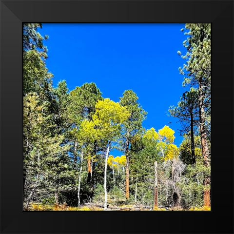 AspensInTheFall17 Black Modern Wood Framed Art Print by Tenoever, William