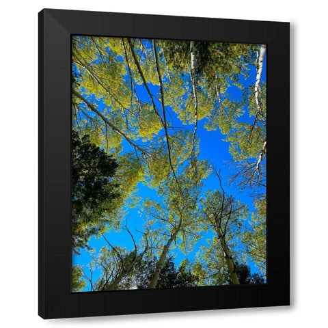 AspensInTheFall19 Black Modern Wood Framed Art Print by Tenoever, William