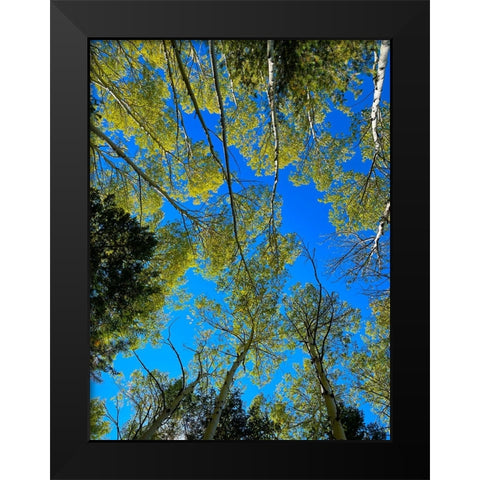 AspensInTheFall19 Black Modern Wood Framed Art Print by Tenoever, William