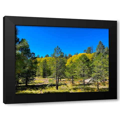 AspensInTheFall20 Black Modern Wood Framed Art Print by Tenoever, William