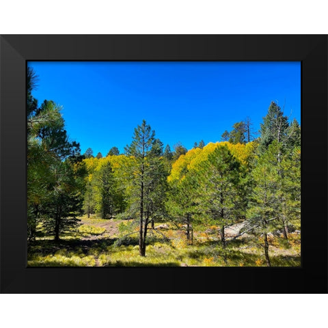 AspensInTheFall20 Black Modern Wood Framed Art Print by Tenoever, William