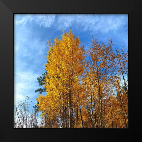 AspensInTheFall21 Black Modern Wood Framed Art Print by Tenoever, William