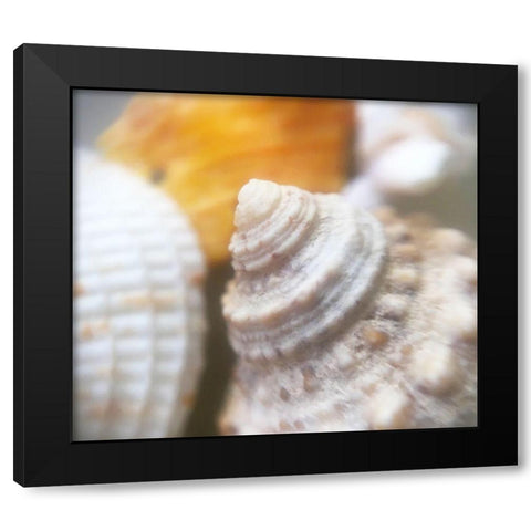 Shells Black Modern Wood Framed Art Print by Popcorn