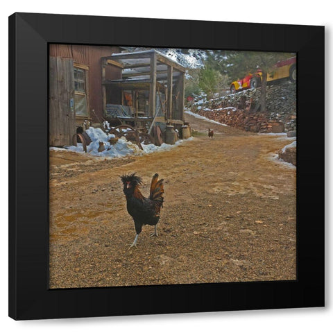 Polish Chicken Black Modern Wood Framed Art Print with Double Matting by Popcorn