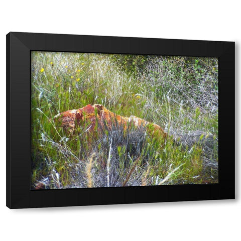 Sedimentations: Rock In The Tall Grass Black Modern Wood Framed Art Print with Double Matting by Popcorn