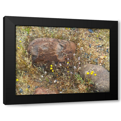 Sedimentations: Where The Chamomile Grows Black Modern Wood Framed Art Print with Double Matting by Popcorn