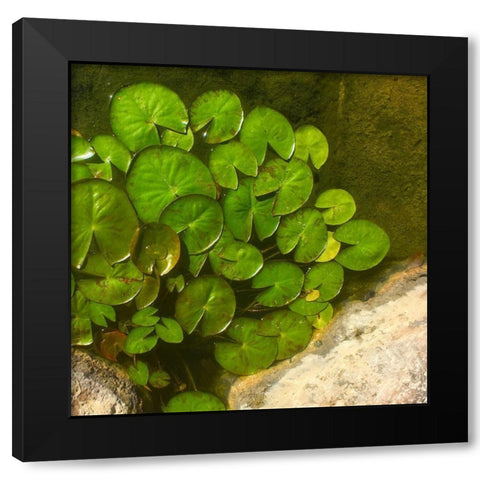Lillypads B Black Modern Wood Framed Art Print by Tenoever, William