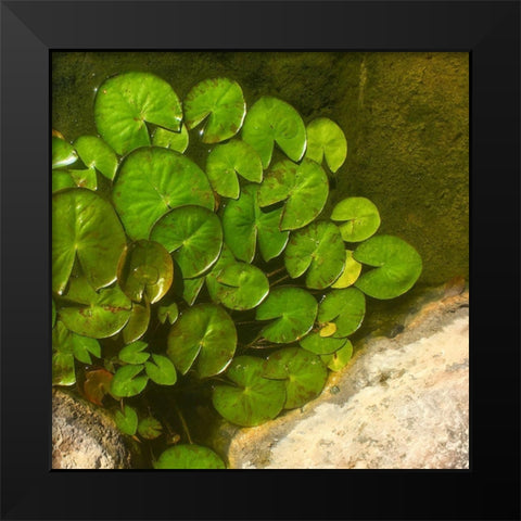 Lillypads B Black Modern Wood Framed Art Print by Tenoever, William