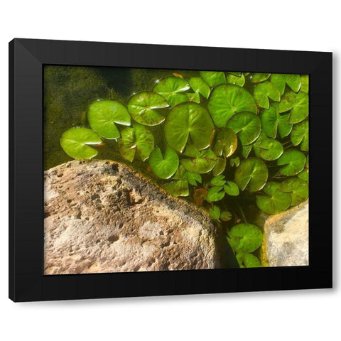 Lillypads C Black Modern Wood Framed Art Print with Double Matting by Tenoever, William