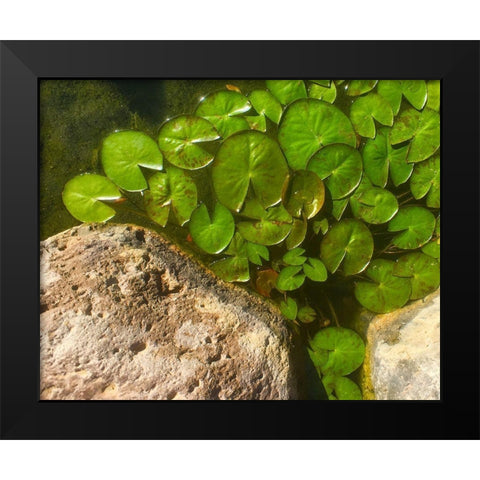 Lillypads C Black Modern Wood Framed Art Print by Tenoever, William