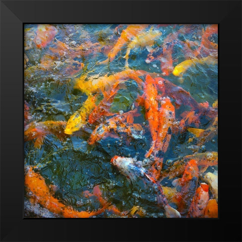 Koi Pond III Black Modern Wood Framed Art Print by Tenoever, William